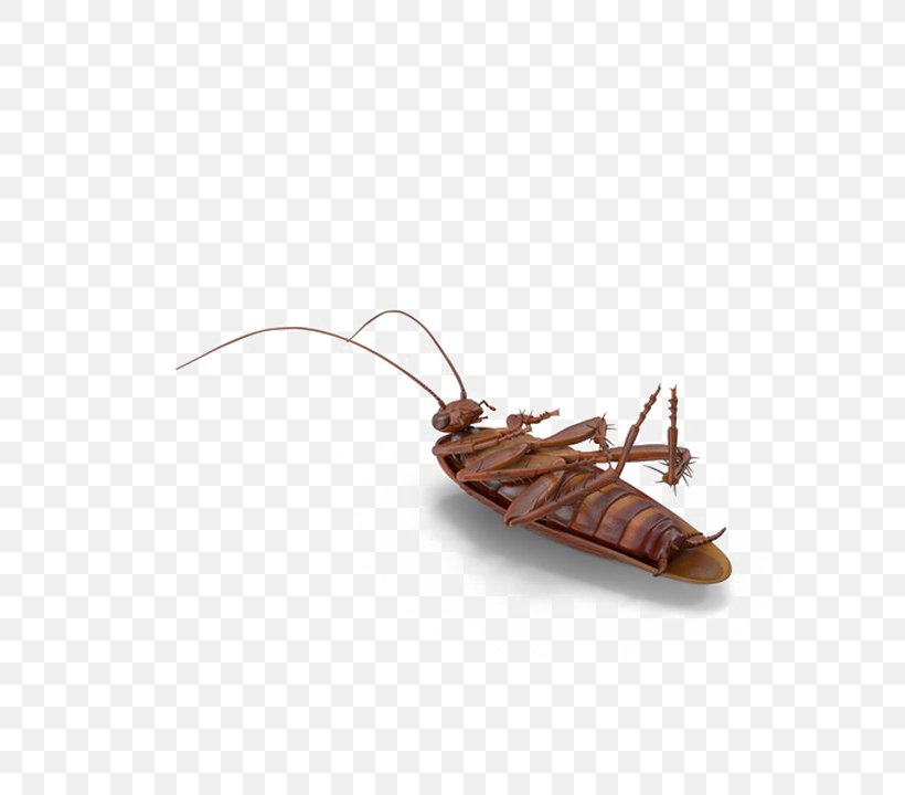 Cockroach Image Transparency Vector Graphics, PNG, 720x720px, Cockroach, Cover Art, German Cockroach, Insect, Invertebrate Download Free