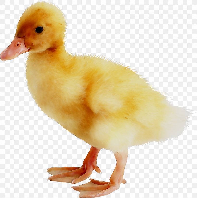 Duck Goose American Pekin Bird Poultry, PNG, 2028x2033px, Duck, American Black Duck, American Pekin, Beak, Bird Download Free