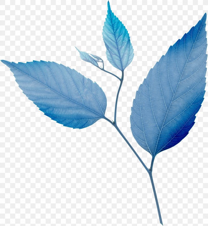 Leaf Blue Green, PNG, 1818x1972px, Leaf, Blue, Branch, Color, Corel Photopaint Download Free