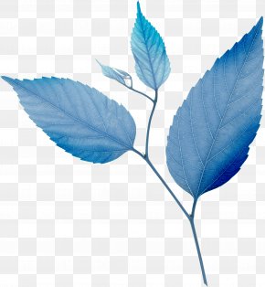Leaf - Leaf Blue Green PNG