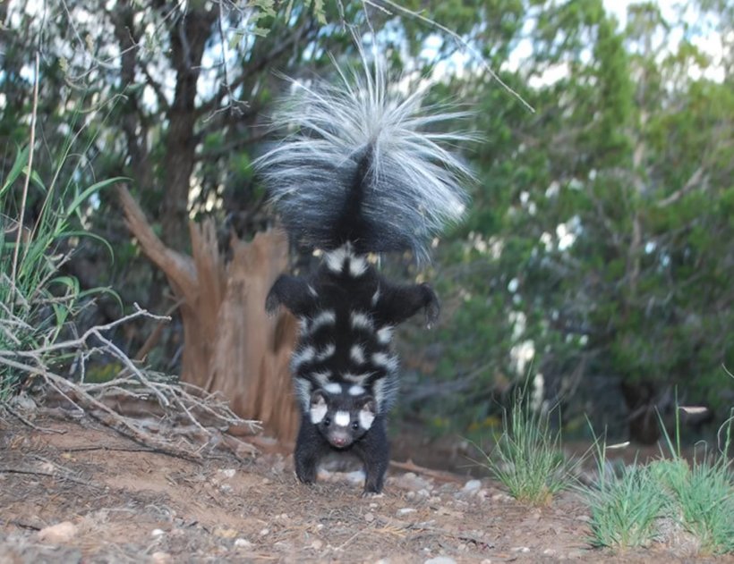 Western Spotted Skunk Quaternary Glaciation Climate Change Evolution, PNG, 1866x1436px, Western Spotted Skunk, Climate, Climate Change, Ecology, Ecology And Evolution Download Free