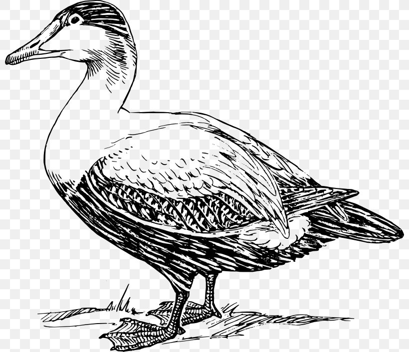 American Pekin Duck Goose Mallard Bird, PNG, 800x706px, American Pekin, Beak, Bird, Black And White, Cartoon Download Free