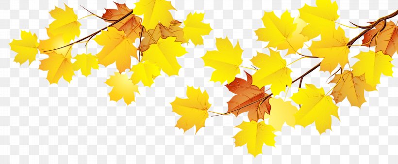 Autumn Tree Branch, PNG, 3000x1243px, Branch, Autumn, Black Maple, Deciduous, Flower Download Free