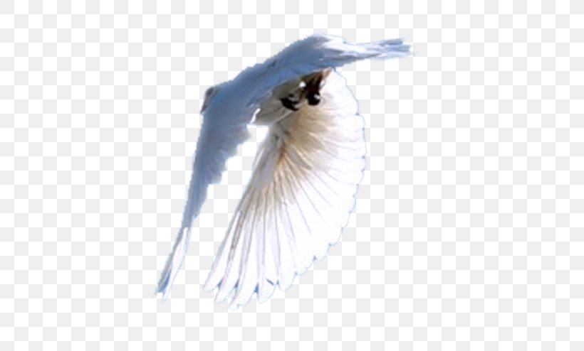 Close-up Eyelash Feather Beak, PNG, 600x494px, Closeup, Beak, Bird, Eyelash, Feather Download Free