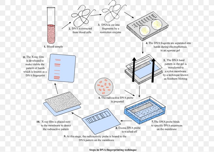 DNA Profiling Fingerprint Repeated Sequence Genetics, PNG, 650x581px, Dna Profiling, Area, Blot, Diagram, Dna Download Free