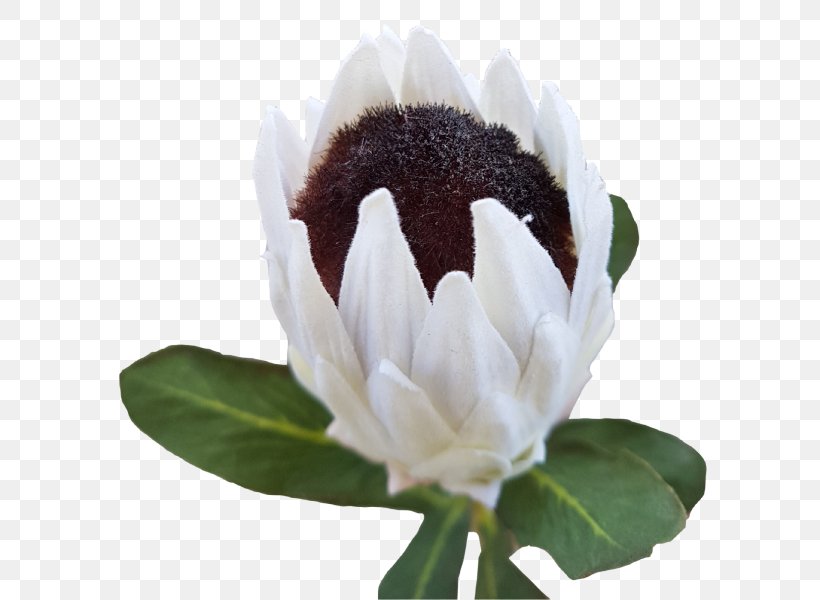 Flowering Plant, PNG, 800x600px, Flowering Plant, Flower, Petal, Plant Download Free
