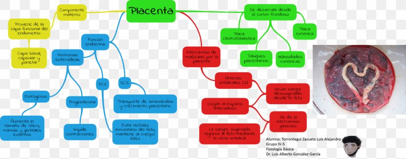 Placenta Childbirth Physiology Pregnancy Nutrient, PNG, 1600x630px, Placenta, Childbirth, Eating, Electronic Component, Electronics Accessory Download Free