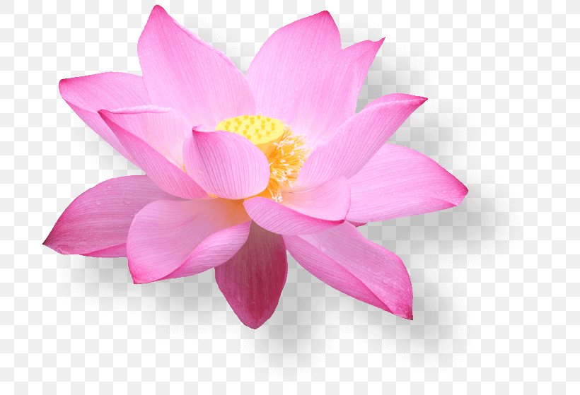 Pink Lotus In Full Bloom - Vietnam Airlines E-Commerce Hanoi Airline Ticket PNG