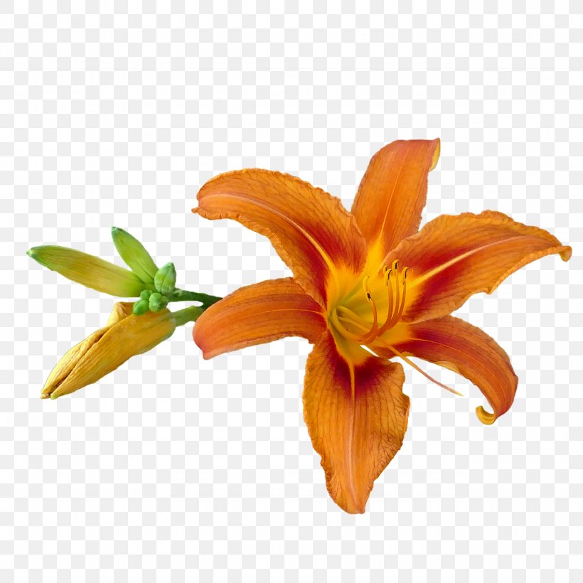 Image Tiger Lily Orange Lily Photography, PNG, 1280x1280px, Tiger Lily, Cut Flowers, Daylily, Flower, Flowering Plant Download Free