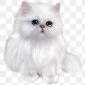 Persian Cat Exotic Shorthair Siamese Cat Ragdoll British Shorthair