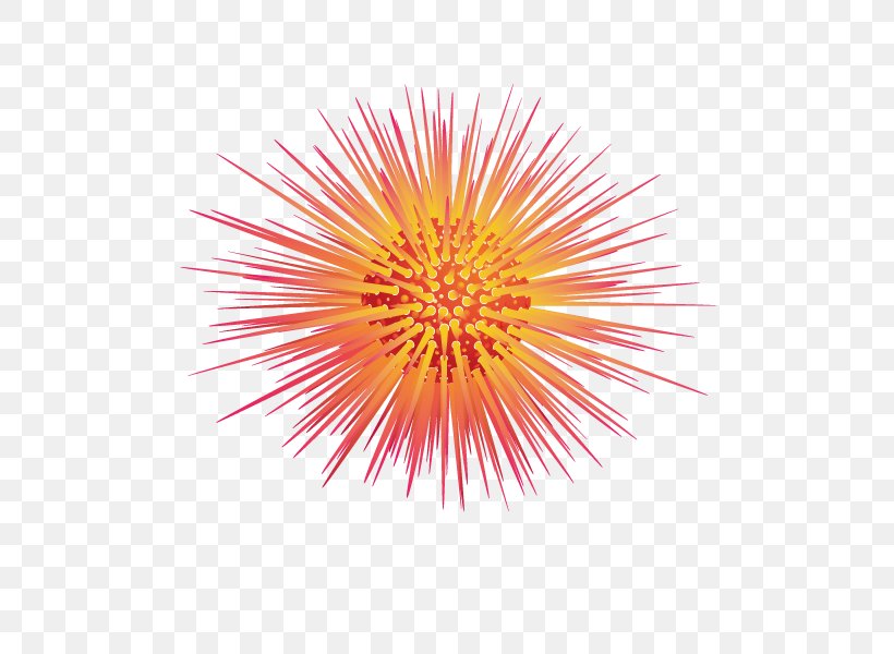 Sea Urchin Euclidean Vector, PNG, 600x600px, Sea Urchin, Biological Illustration, Flower, Flowering Plant, Pattern Download Free