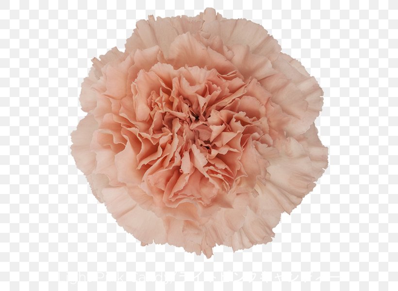 Carnation Light Pink Flower Perri Farms Wholesale, PNG, 600x600px, Carnation, Burgundy, Candy, Color, Cut Flowers Download Free