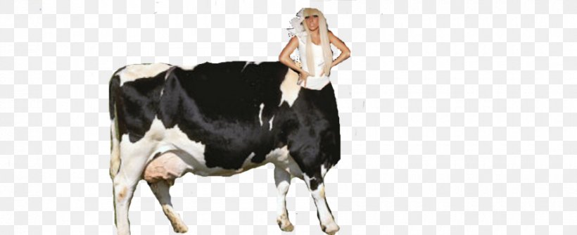 Dairy Cattle Taurine Cattle Milkmaid Race PNG