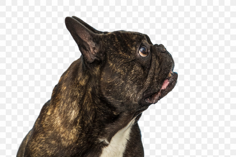 French Bulldog, PNG, 1920x1280px, French Bulldog, Breed, Bulldog, Collar, Dog Download Free