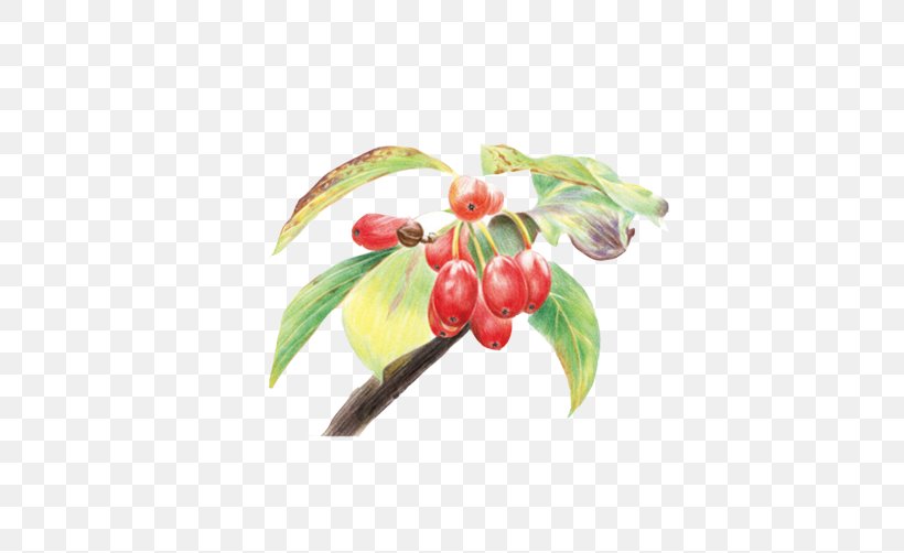 Colored Pencil Drawing Watercolor Painting, PNG, 502x502px, Colored Pencil, Berry, Cherry, Color, Drawing Download Free