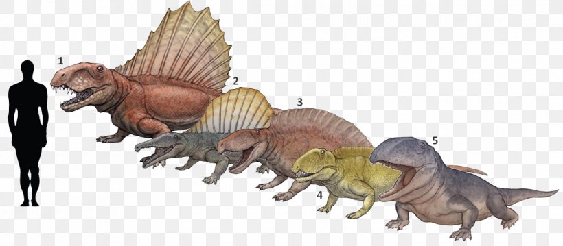 Ctenospondylus Dimetrodon Tyrannosaurus Ophiacodon Secodontosaurus, PNG, 1141x500px, Ctenospondylus, Animal, Animal Figure, Cacops, Dimetrodon Download Free