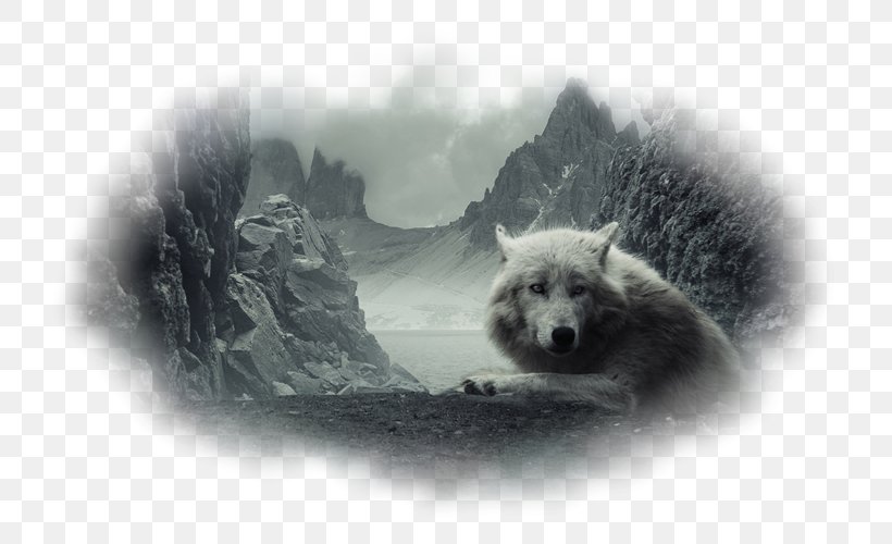 Desktop Wallpaper Wolf Wallpapers High-definition Television 1080p High-definition Video, PNG, 800x500px, 4k Resolution, Wolf Wallpapers, Arctic Wolf, Black And White, Black Wolf Download Free