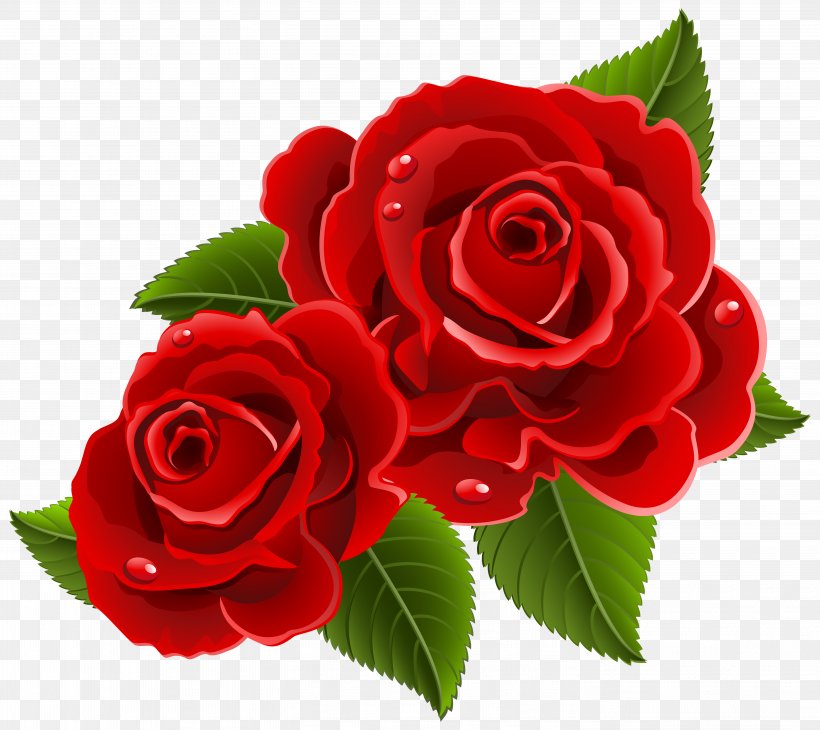 Garden Roses Flower Clip Art, PNG, 5803x5168px, Garden Roses, China Rose, Cut Flowers, Floral Design, Floribunda Download Free