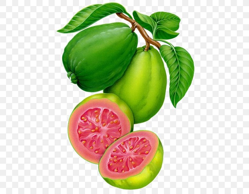 Featured image of post Drawing Guava Here you can explore hq guava drawing transparent illustrations icons and clipart with filter setting polish your personal project or design with these guava drawing transparent png images make it