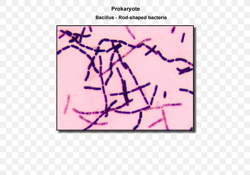 Bacillus Spirillum Coccus Bacterial Cell Structure, PNG, 600x575px, Bacillus, Area, Bacillus Megaterium, Bacteria, Bacterial Cell Structure Download Free