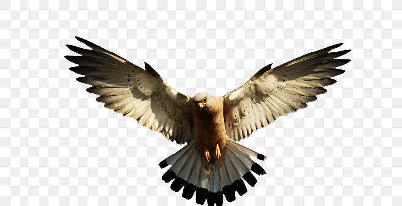 Bald Eagle Clip Art Image, PNG, 800x420px, Bald Eagle, Accipitriformes, Art, Beak, Bird Download Free