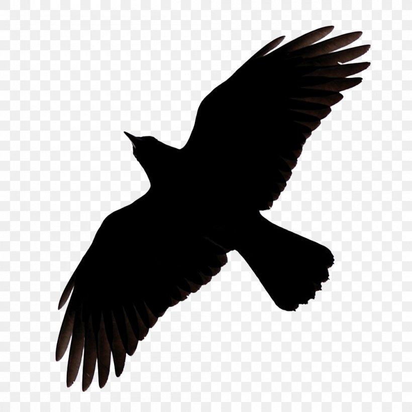 Bird Common Raven Silhouette Clip Art, PNG, 1000x1000px, School, Art, Beak, Bird, Bird Of Prey Download Free