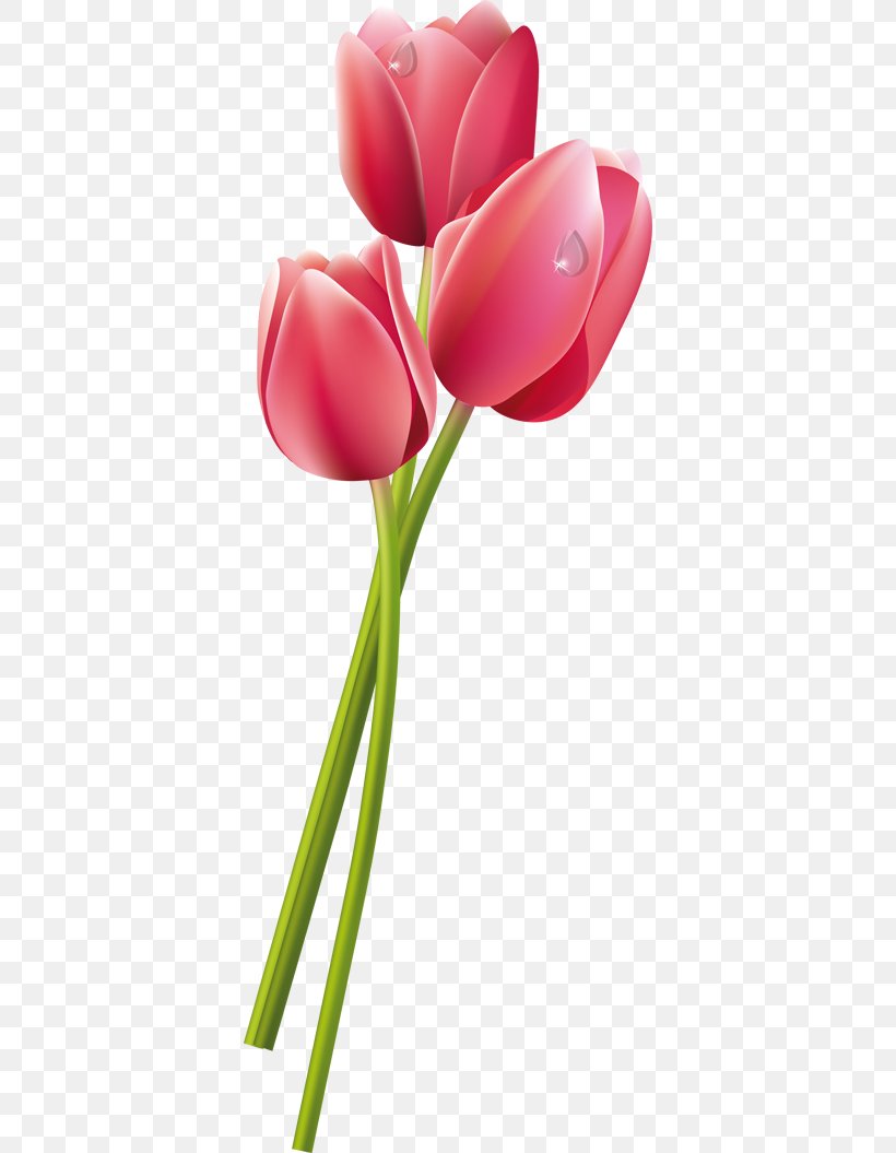 Tulip Flower Eşin Group Pink, PNG, 374x1055px, Tulip, Blue, Bud, Cut Flowers, Flower Download Free