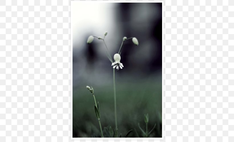 Twig Plant Stem Close-up Wildflower, PNG, 500x500px, Twig, Closeup, Flora, Flower, Grass Download Free