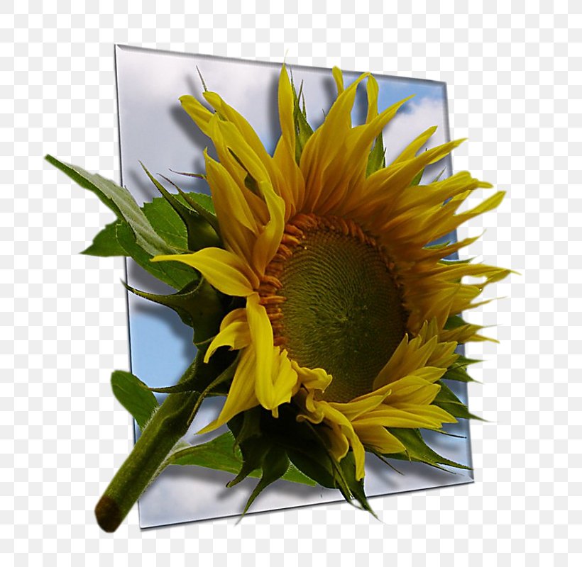 Common Sunflower Religion Birthday Flower Bouquet Sunflower Seed, PNG, 752x800px, Common Sunflower, Birthday, Blood, Cut Flowers, Daisy Family Download Free