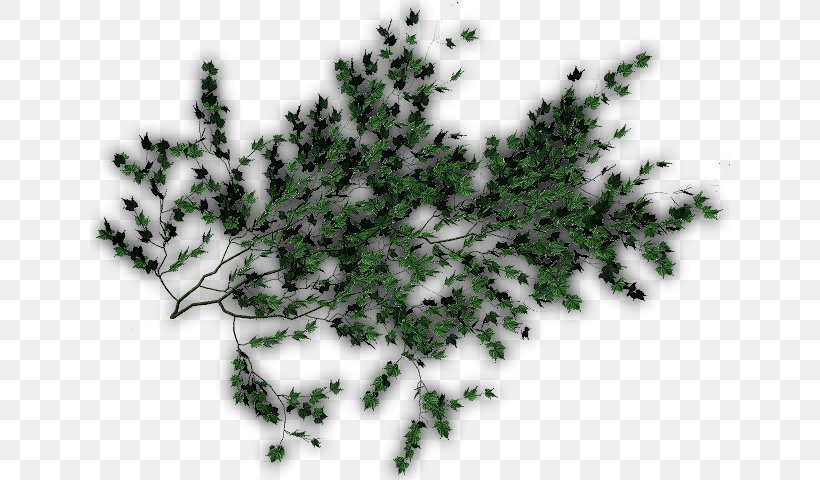 Evergreen Pine Family Leaf, PNG, 640x480px, Evergreen, Branch, Conifer, Grass, Leaf Download Free