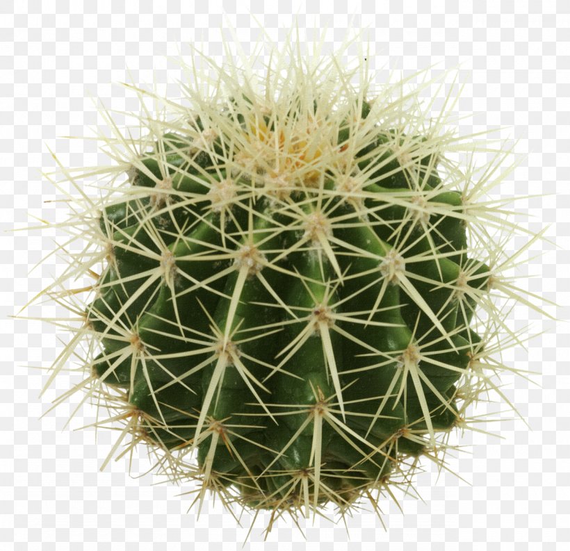 Golden Barrel Cactus Succulent Plant, PNG, 1280x1239px, Golden Barrel Cactus, Adaptation, Annual Plant, Barrel Cactus, Biome Download Free