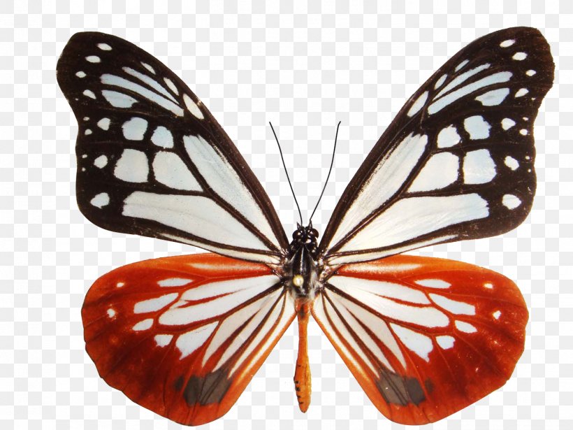 Monarch Butterfly Parantica Sita Milkweed Butterfly, PNG, 1417x1063px, Watercolor, Cartoon, Flower, Frame, Heart Download Free