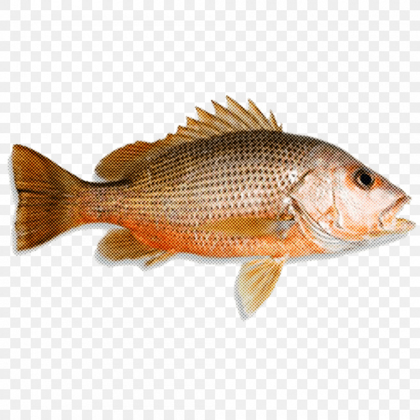 Northern Red Snapper Tilapia Q10 Seafood Sdn Bhd Seafood Fish Products, PNG, 1000x1000px, Northern Red Snapper, Fish, Fish Products, Malacca, Malaysia Download Free