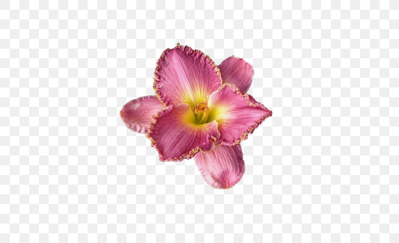 Petal Cut Flowers Lilium Flower Bouquet, PNG, 500x500px, Petal, Bud, Cut Flowers, Daylily, Floral Design Download Free