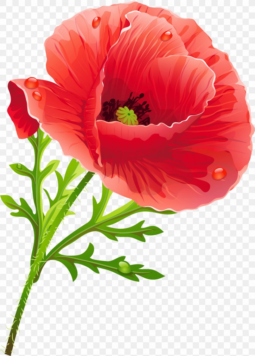 Poppy Flower Clip Art, PNG, 860x1200px, Poppy, Annual Plant, Blume, Coquelicot, Cut Flowers Download Free