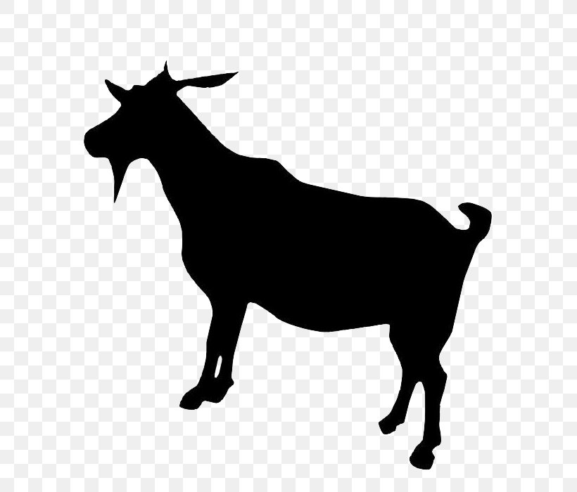 Boer Goat Dorper Cattle, PNG, 700x700px, Boer Goat, Argali, Black And White, Bull, Cattle Download Free