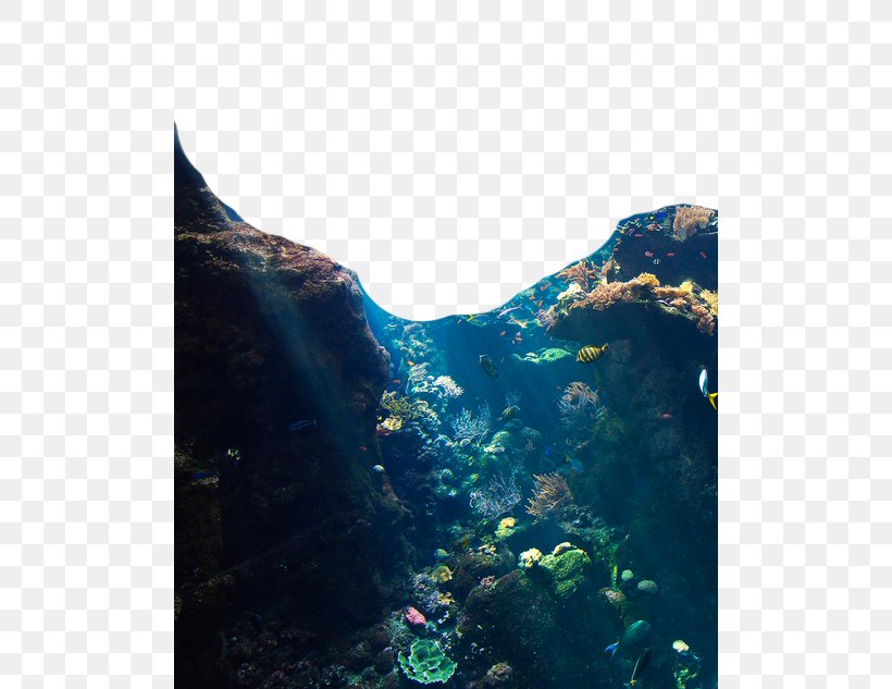 Jellyfish Underwater Ocean Coral Reef, PNG, 500x633px, Jellyfish, Animal, Aqua, Aquatic Animal, Atlantic Goliath Grouper Download Free