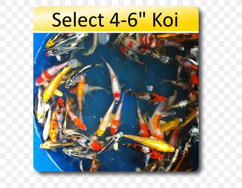 Koi Weelec BV, PNG, 638x638px, Koi Download Free