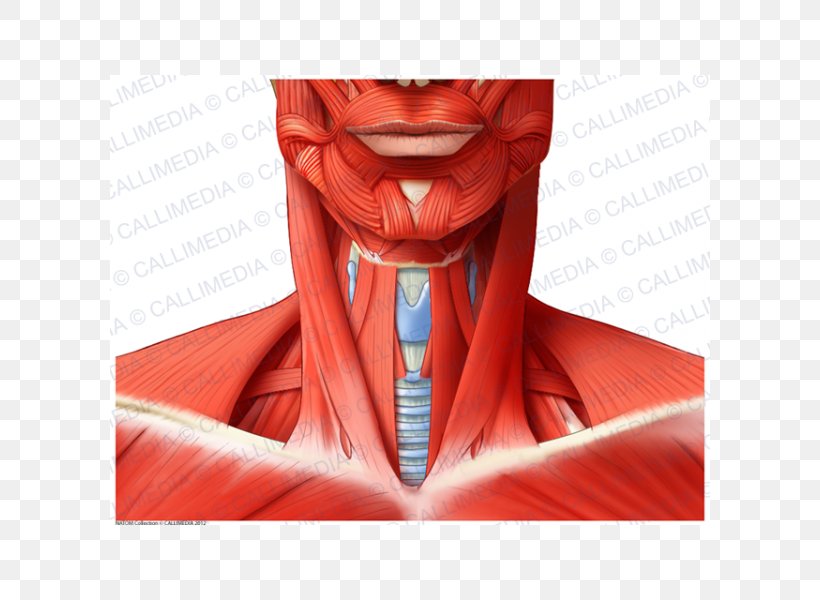 Muscle Anterior Triangle Of The Neck Blood Vessel Anatomy, PNG, 600x600px, Watercolor, Cartoon, Flower, Frame, Heart Download Free