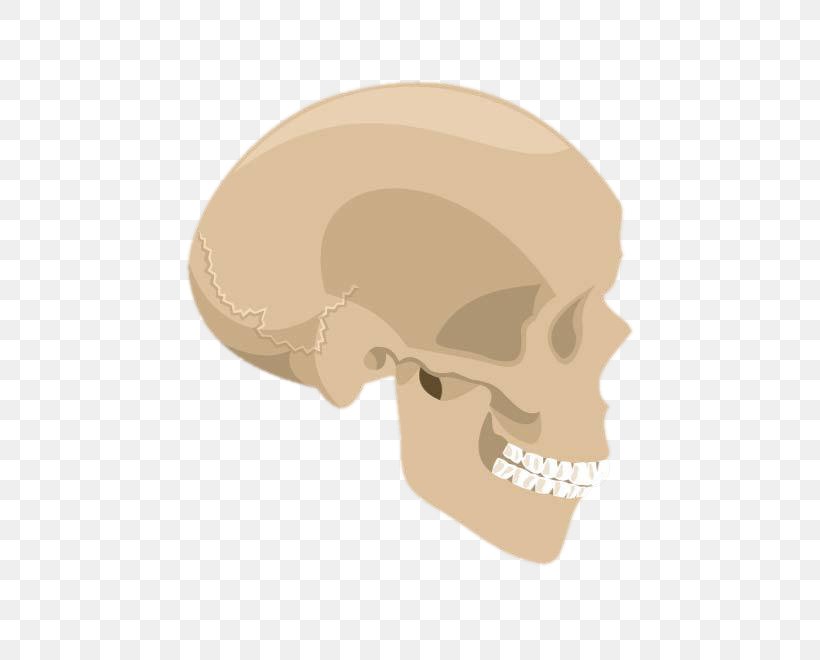 Skull Euclidean Vector Skeleton, PNG, 660x660px, Skull, Animation, Bone, Drawing, Ear Download Free