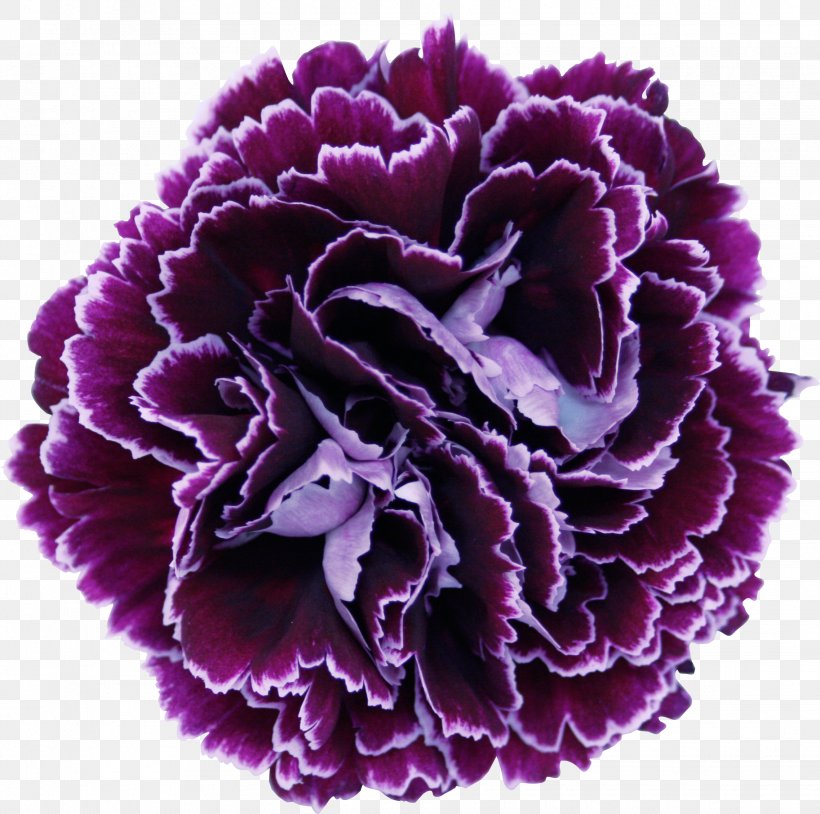 Growing Carnations Cut Flowers Floral Design, PNG, 2275x2259px, Carnation, Colibri Flowers Sa, Color, Cut Flowers, Floral Design Download Free