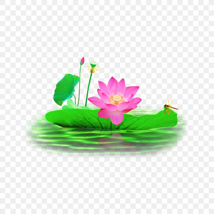 Nelumbo Nucifera Raster Graphics, PNG, 1701x1701px, Nelumbo Nucifera, Flower, Flowering Plant, Flowerpot, Jdcom Download Free