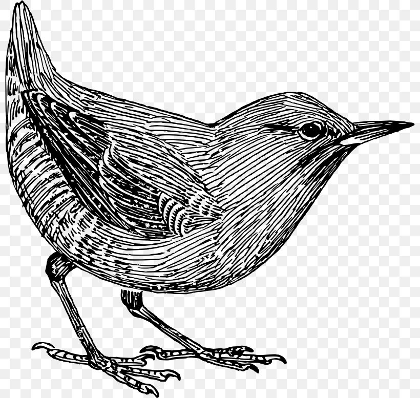 Common Blackbird Clip Art, PNG, 800x777px, Bird, Beak, Bird Nest, Black And White, Common Blackbird Download Free