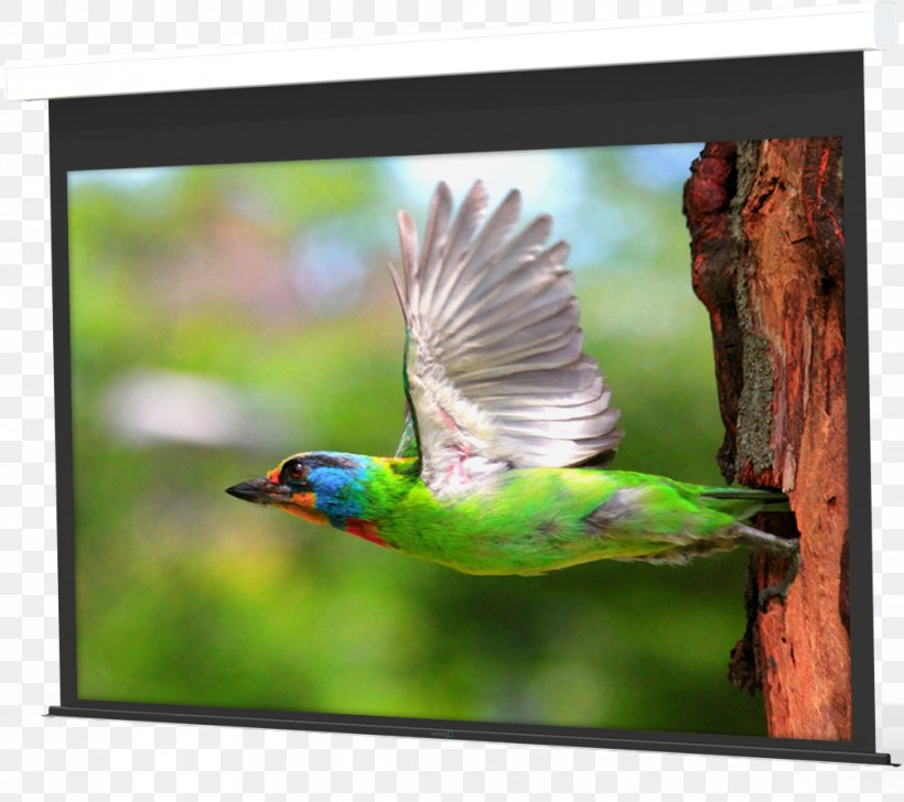 Desktop Wallpaper Sunrise 1080p Sunset, PNG, 1006x894px, Sunrise, Advertising, Beak, Bird, Display Resolution Download Free
