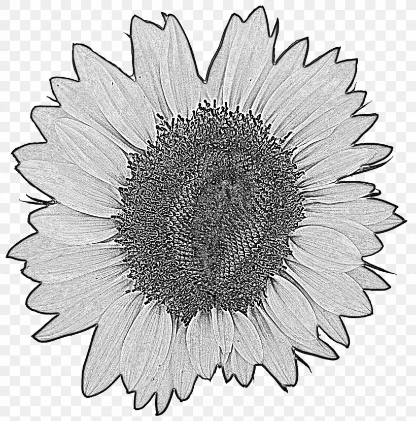 Drawing Common Sunflower Stock Photography, PNG, 1265x1280px, Drawing, Black And White, Chrysanths, Common Sunflower, Cut Flowers Download Free