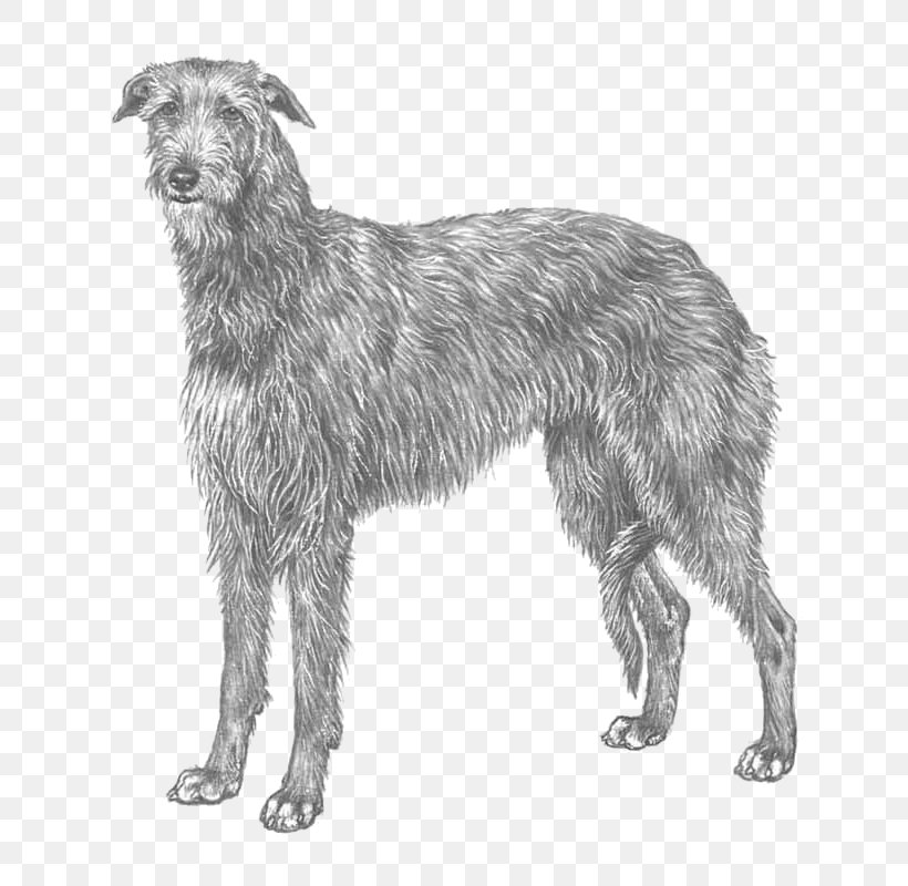Silken Windhound Scottish Deerhound Borzoi Lurcher American Staghound, PNG, 800x800px, Silken Windhound, Afghan Hound, American Staghound, Black And White, Borzoi Download Free