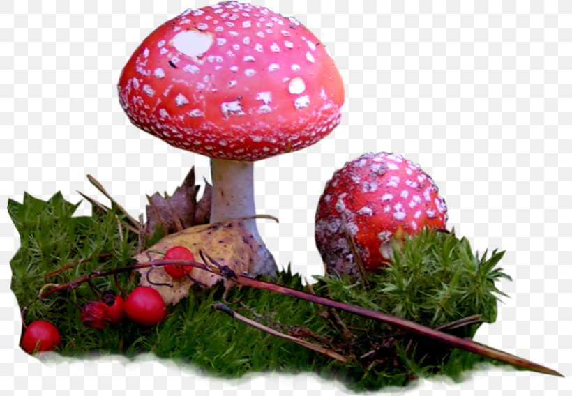 Edible Mushroom, PNG, 800x568px, Edible Mushroom, Fruit, Grass, Mushroom Download Free