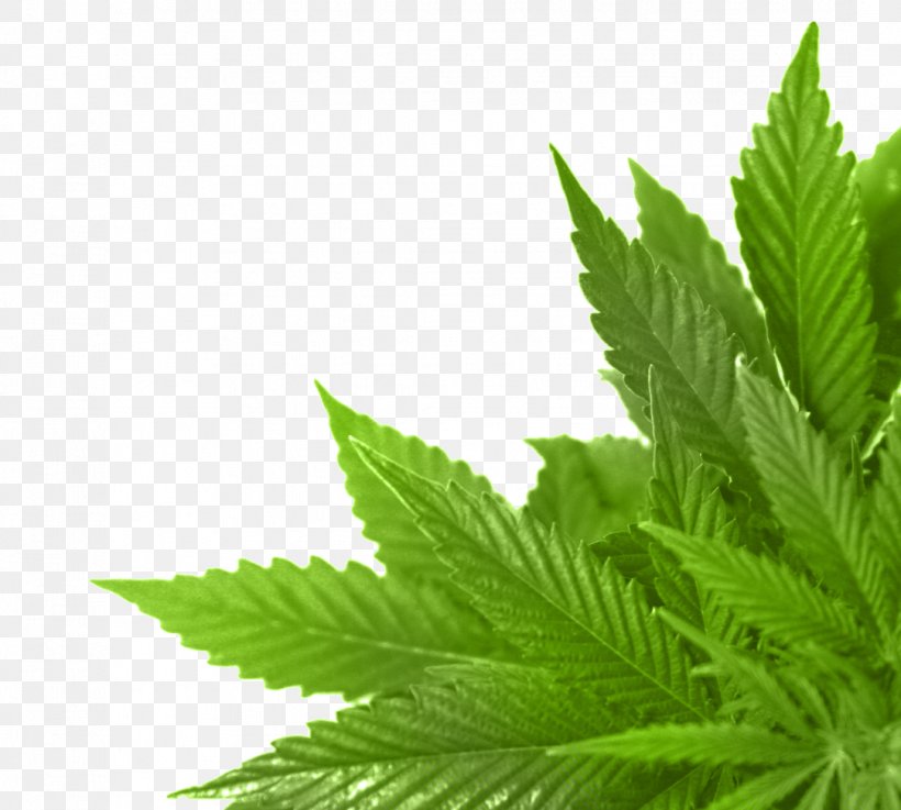 Medical Cannabis Medical Uses Of Marijuana Cannabidiol Cannabis Industry, PNG, 1084x975px, 420 Day, Cannabis, Cannabidiol, Cannabinoid, Cannabis In British Columbia Download Free