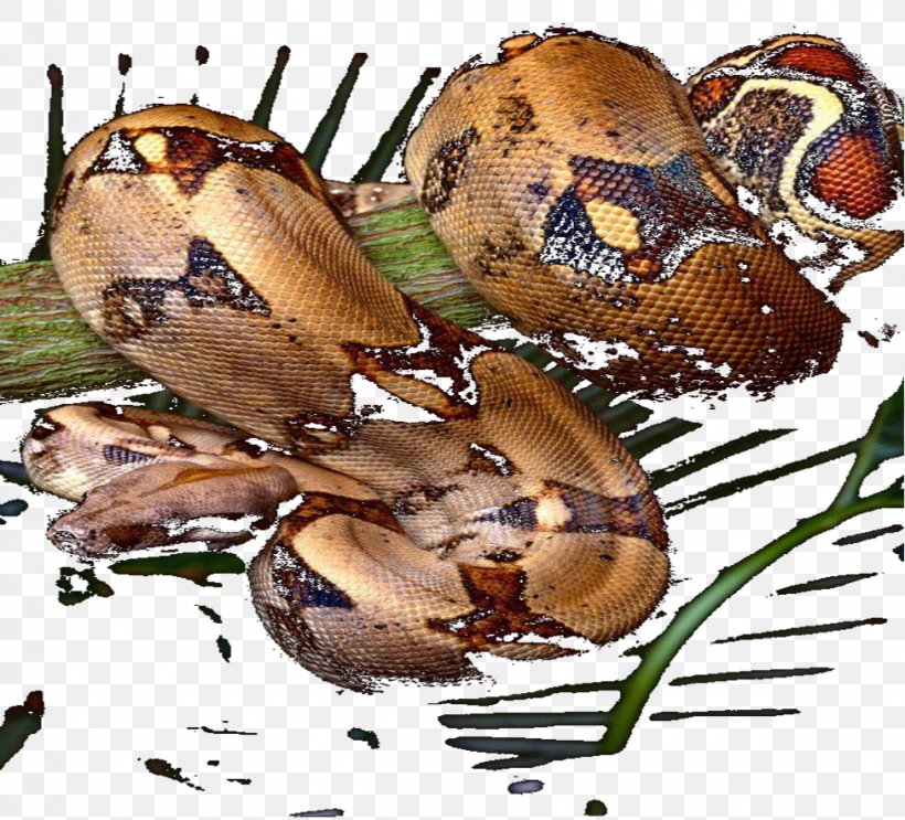 Rat Snake Garter Snake Western Green Mamba Acrochordus Granulatus, PNG, 976x885px, Snake, Acrochordidae, Ahaetulla Prasina, Arthropod, Black Rat Snake Download Free