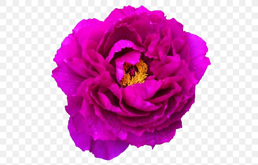 Cabbage Rose Peony NetEase Internet Image, PNG, 700x525px, Cabbage Rose, Annual Plant, Artificial Flower, Blog, Chinese Peony Download Free